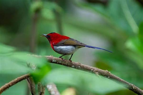 Natural Tourist Destinations In Yogyakarta Birdwatching Admired Globally