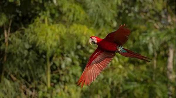 The Natural Fence Tourist Destination Birdwatching Admired Globally